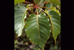 Image of Schefflera rodriguesiana Frodin