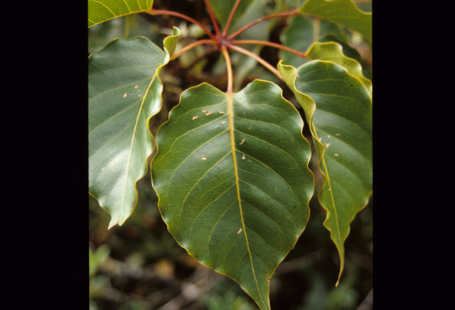 Image of Schefflera rodriguesiana Frodin