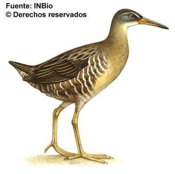 Image of Mangrove Rail