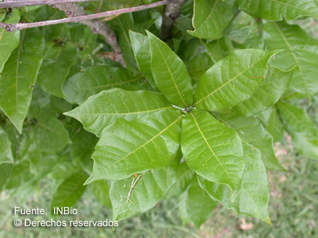 Quercus copeyensis C. H. Mull. resmi