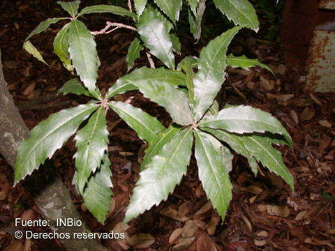 Image of Quercus lancifolia Schltdl. & Cham.