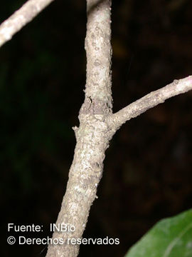 Plancia ëd Quercus lancifolia Schltdl. & Cham.