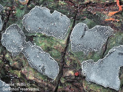 Image of sarcographa lichen