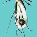 Image of Runchomyia magna (Theobald 1905)