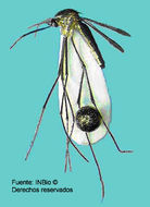 Image of Runchomyia magna (Theobald 1905)