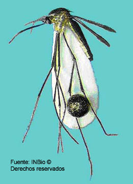 Image de Runchomyia magna (Theobald 1905)