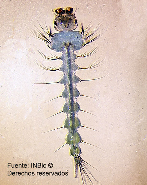 Image of Runchomyia