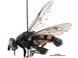 Image of Chalcosyrphus anthreas (Walker 1849)