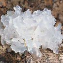 Image of snow fungus