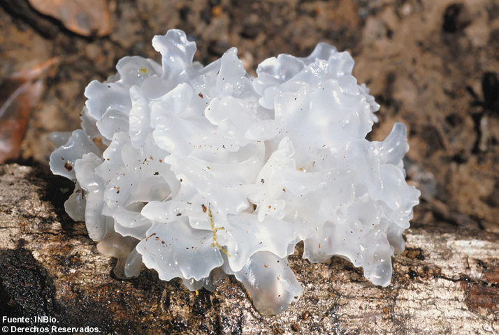 Image of Jelly Fungus