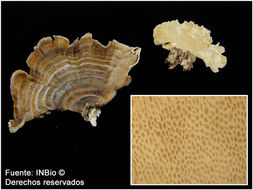 Image of Turkey Tail