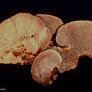 Plancia ëd Trametes cystidiata I. Lindblad & Ryvarden 1999