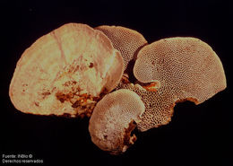 Imagem de Trametes cystidiata I. Lindblad & Ryvarden 1999