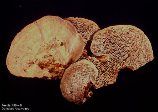 Imagem de Trametes cystidiata I. Lindblad & Ryvarden 1999