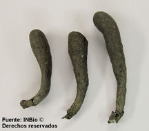 Image of Xylaria cubensis (Mont.) Fr. 1851