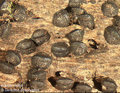 Image of Xenolophium applanatum (Petch) Huhndorf 1993