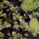 Bacopa repens (Sw.) Wettst.的圖片