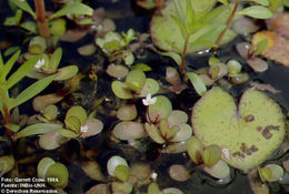 Bacopa repens (Sw.) Wettst. resmi