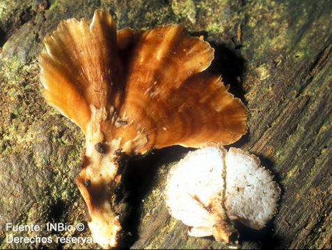 Image of <i>Antrodiella liebmannii</i> (Fr.) Ryv.