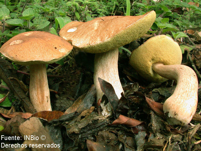 Imagem de Boletus quercophilus Halling & G. M. Muell. 1999