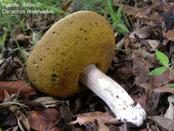 Imagem de Boletus quercophilus Halling & G. M. Muell. 1999