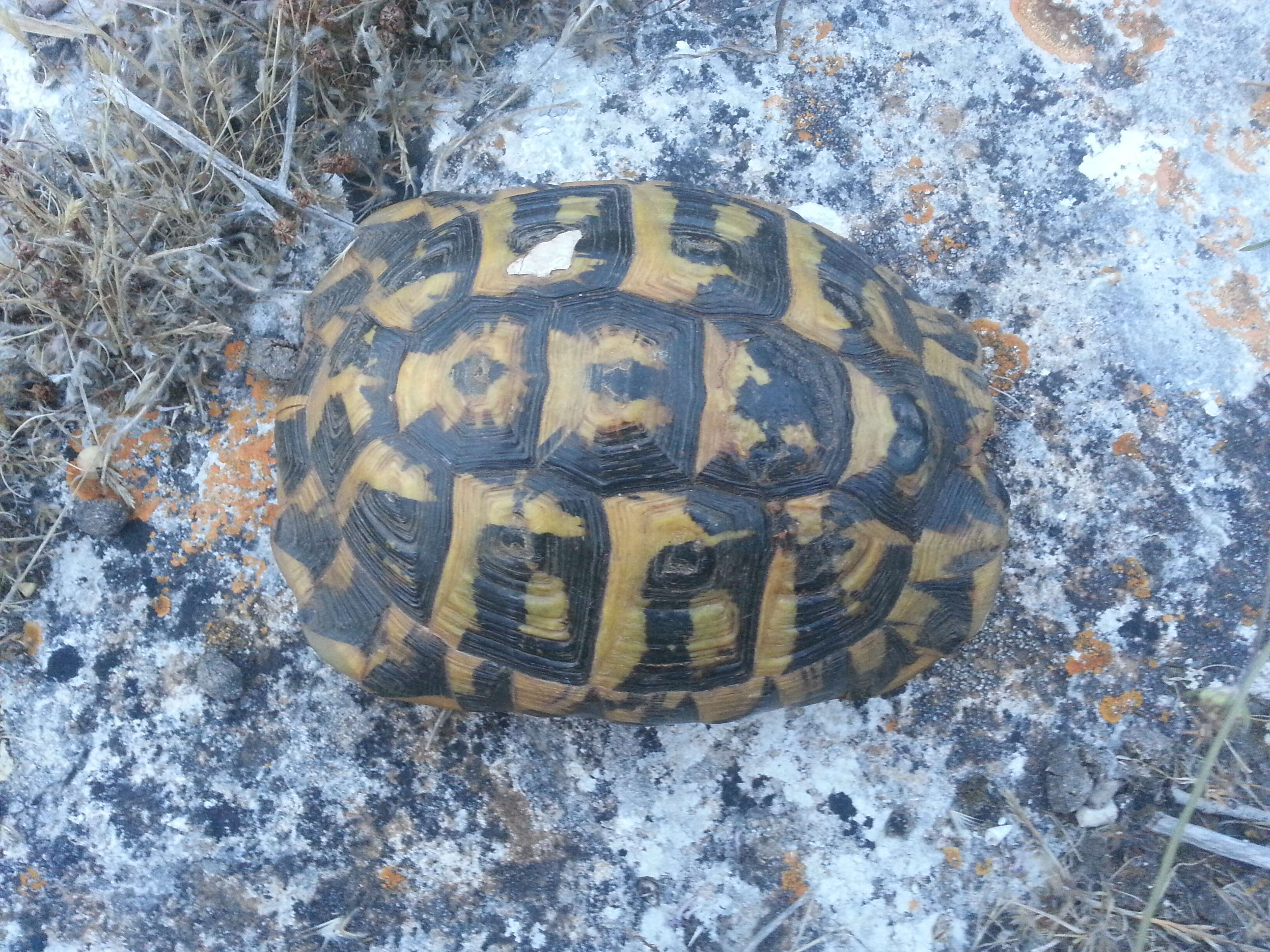 Image of Western Hermann's Tortoise