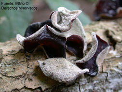 Image de Auricularia fuscosuccinea (Mont.) Henn. 1893