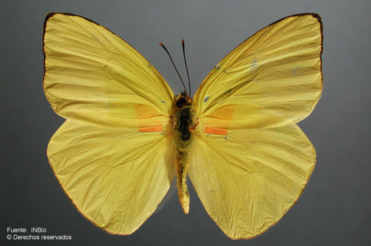 Image of Statira sulphur