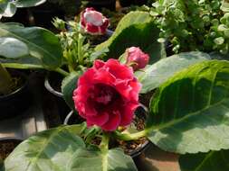 Image of gloxinia