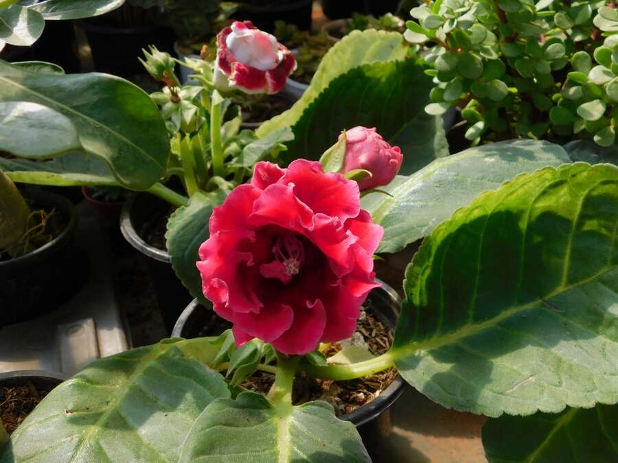 Image of gloxinia