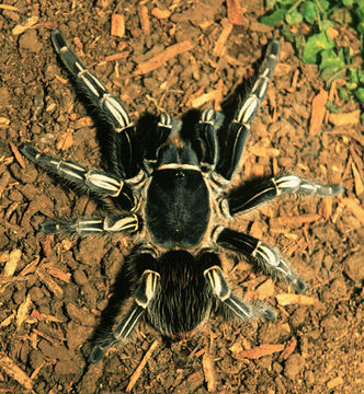 Image of Costa Rican Zebra Tarantula