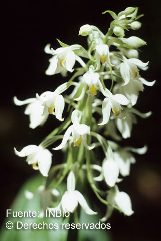 Image of Calanthe calanthoides (A. Rich. & Galeotti) Hamer & Garay