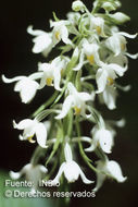 Image of Calanthe calanthoides (A. Rich. & Galeotti) Hamer & Garay