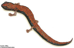 Image of Bolitoglossa pesrubra (Taylor 1952)