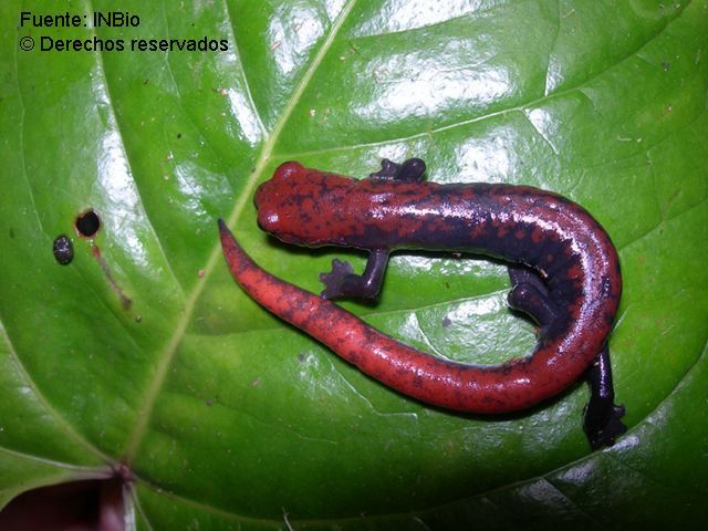 Image of Bolitoglossa pesrubra (Taylor 1952)