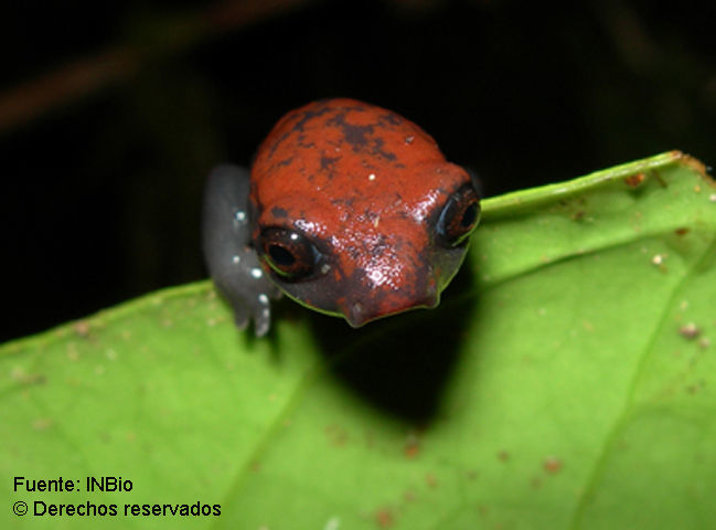 Image of Bolitoglossa pesrubra (Taylor 1952)