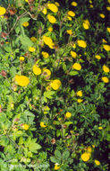 Image of Calceolaria tripartita Ruiz & Pav.