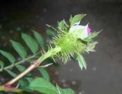 Image of chestnut rose