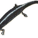 Image of Shadowy Web-Footed Salamander