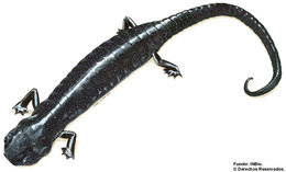 Image of Shadowy Web-Footed Salamander