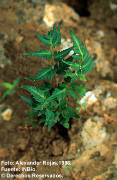 Image of Cheilanthes skinneri (Hook.) R. M. Tryon & A. F. Tryon