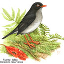 Image of Slaty-backed Nightingale-Thrush