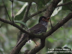 Image of Slaty-backed Nightingale-Thrush