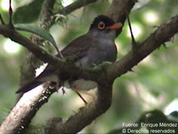 Image of Slaty-backed Nightingale-Thrush