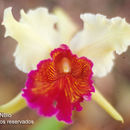 Plancia ëd Cattleya dowiana Bateman & Rchb. fil.