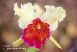 Image of Dow's Cattleya