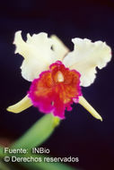 Image of Dow's Cattleya