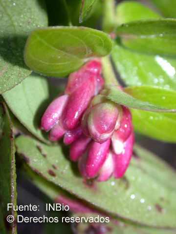 صورة Cavendishia talamancensis J. L. Luteyn