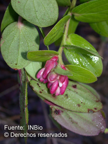 صورة Cavendishia talamancensis J. L. Luteyn