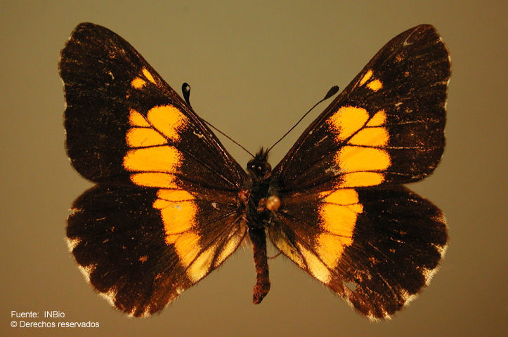 Image of <i>Catasticta teutila flavomaculata</i> Lathy